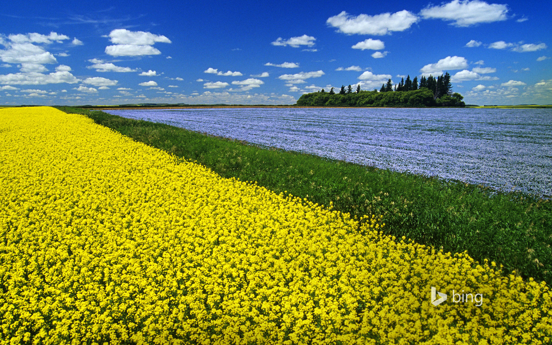 Flowering canola field with flax in the background and a sky filled with cumulus clouds, Tiger Hills near Somerset, Manitoba