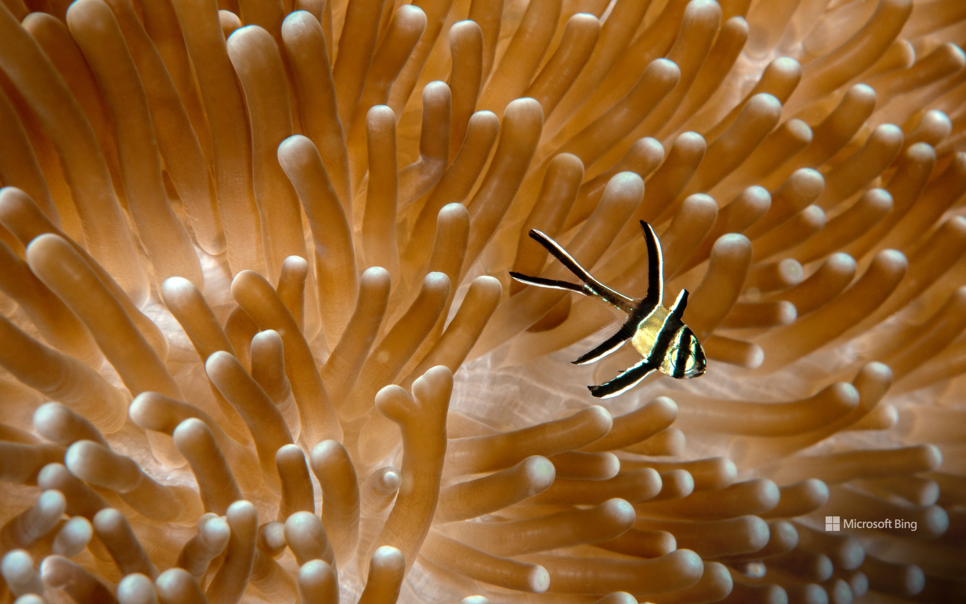 Juvenile Banggai cardinalfish with sea anemone, Lembeh Strait, North Sulawesi, Indonesia