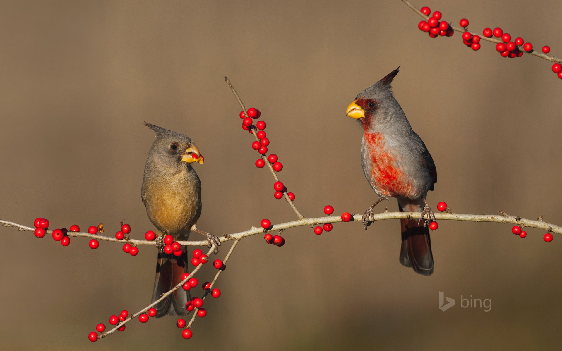 Desert cardinals eating possumhaw holly berries in Starr County, Texas