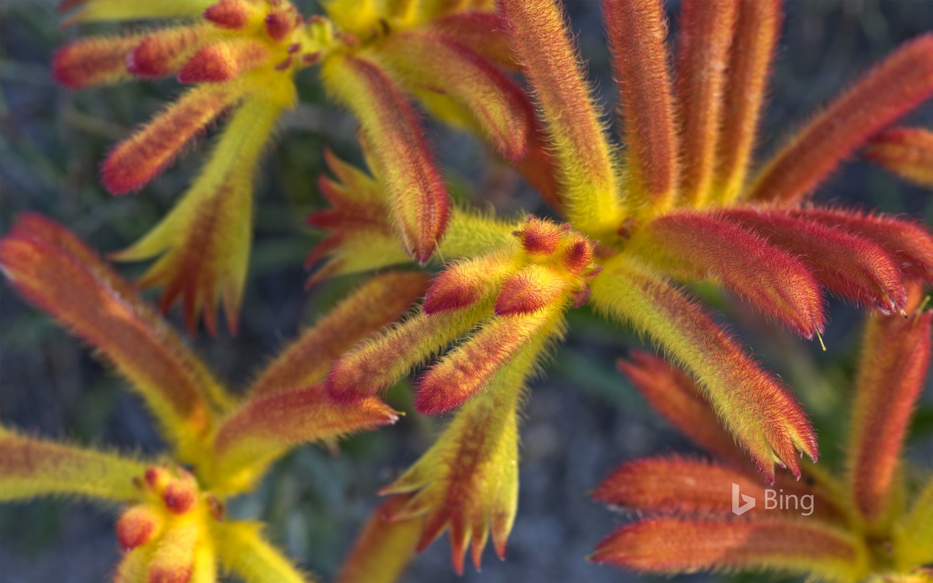 Catspaw (Anigozanthos humilis) flowers, Yilliminning Rock Reserve, Western Australia