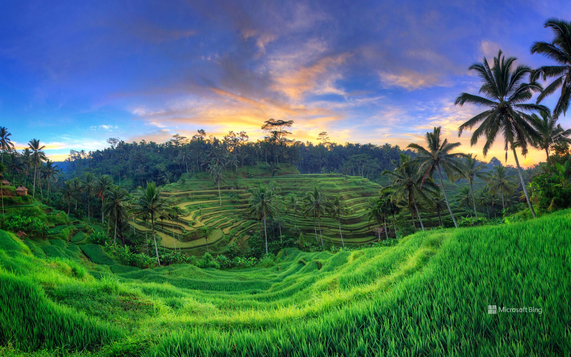 Tegalalang Rice Terraces, Ubud, Bali, Indonesia