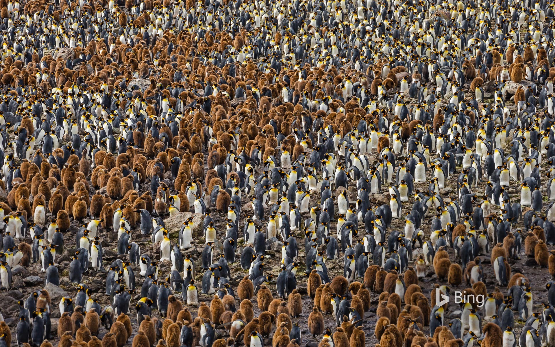 A nesting colony of king penguins in South Georgia, Antarctica