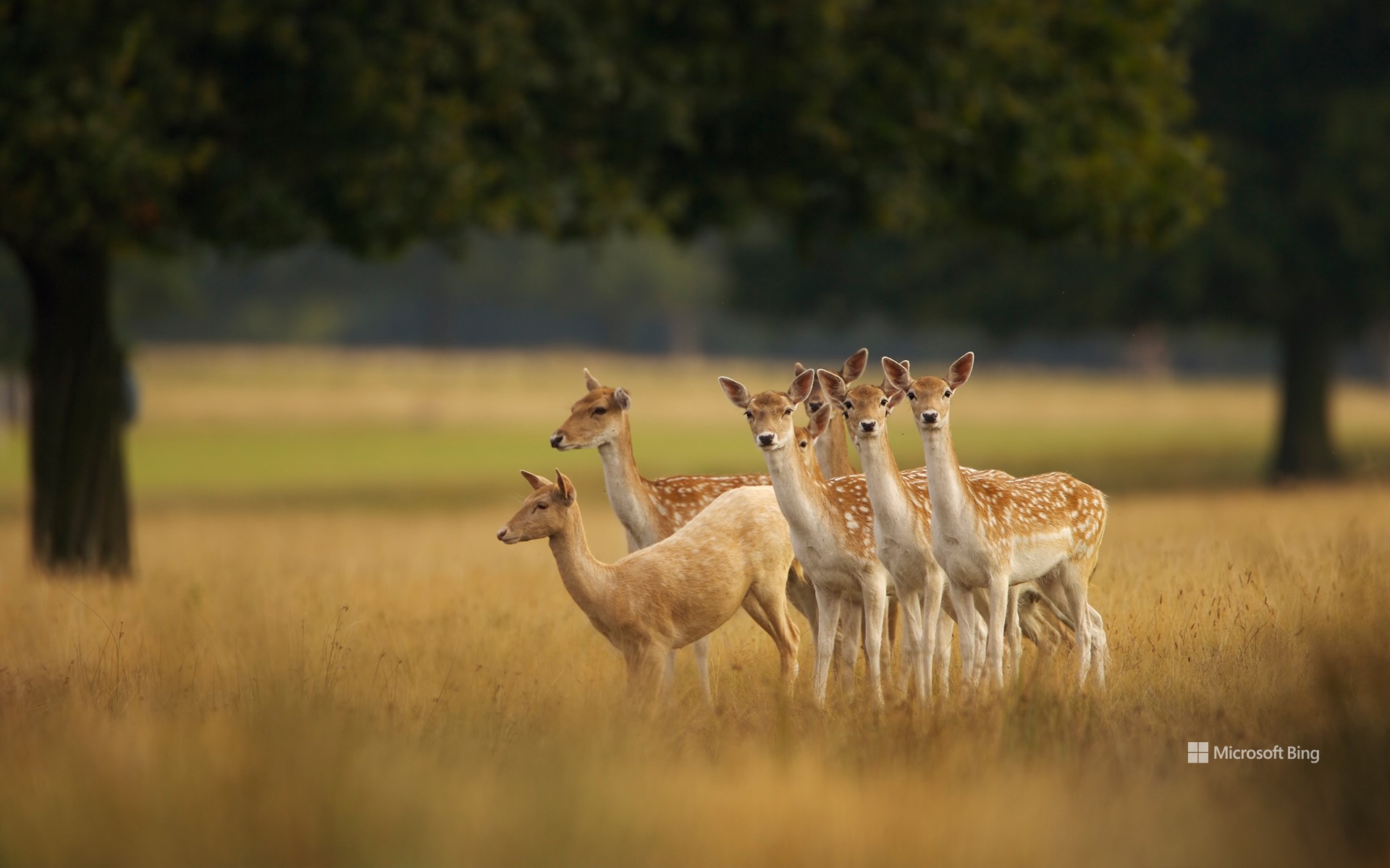 European fallow deer, England