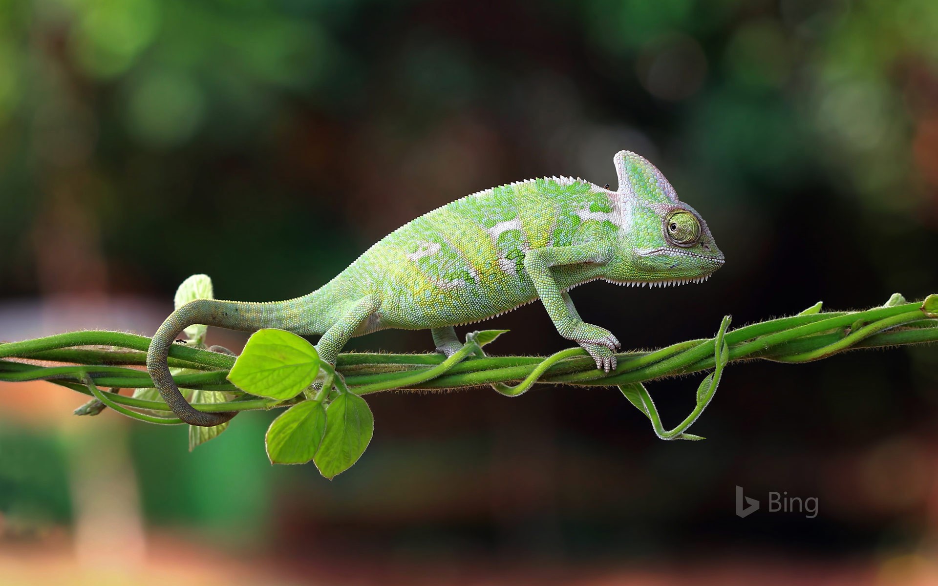 Chameleon walking on a plant, Indonesia