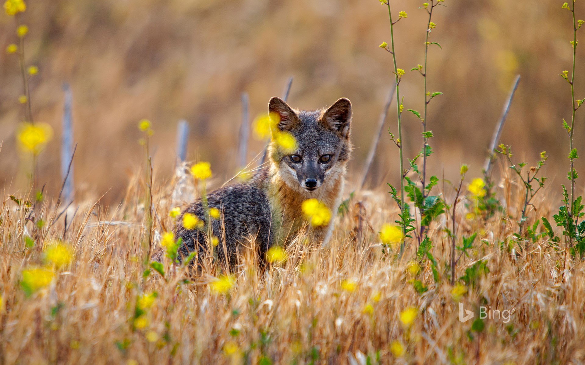 Island fox on Santa Cruz Island, Channel Islands National Park, California