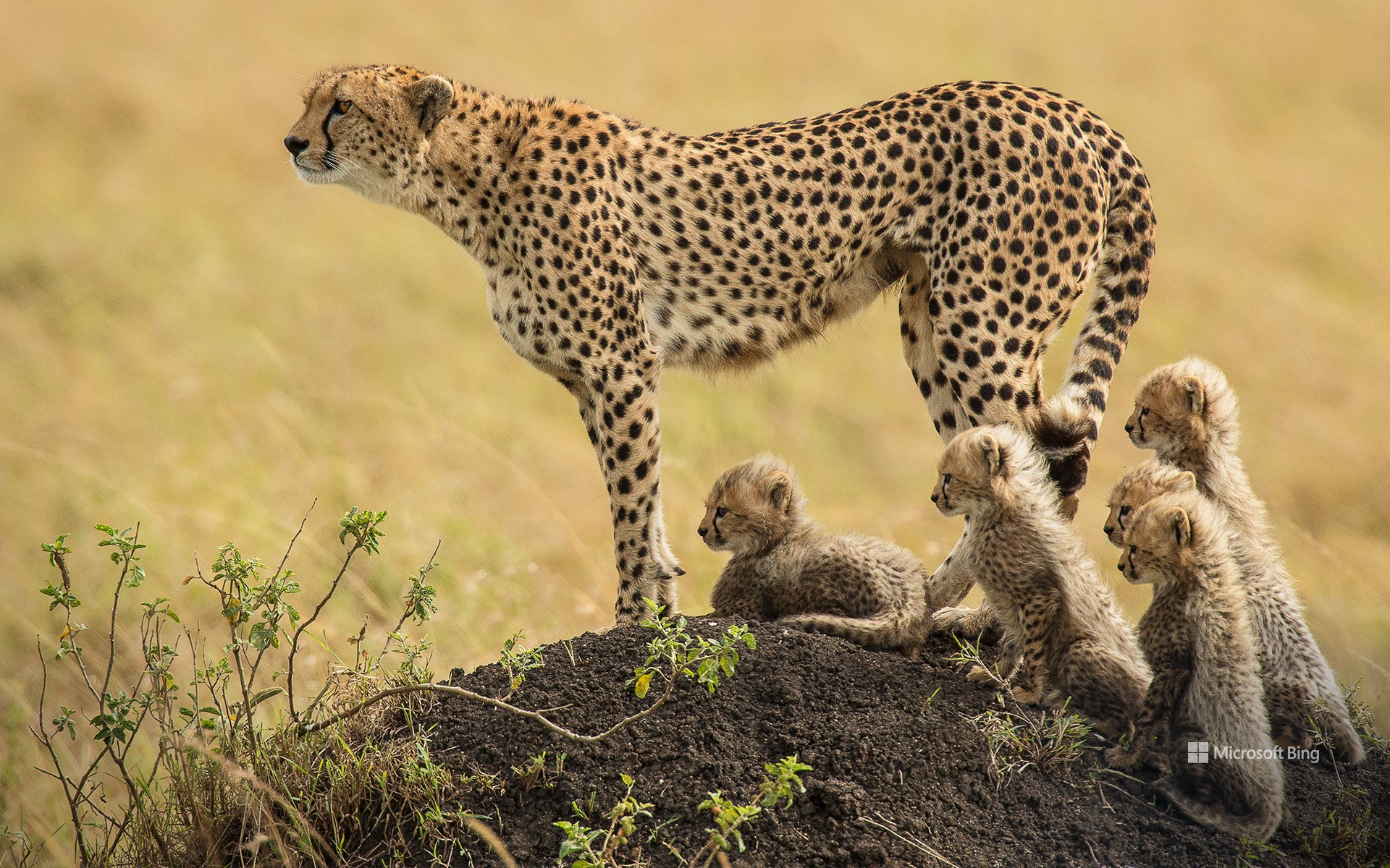 A mother cheetah and her cubs in the Masai Mara National Reserve, Kenya