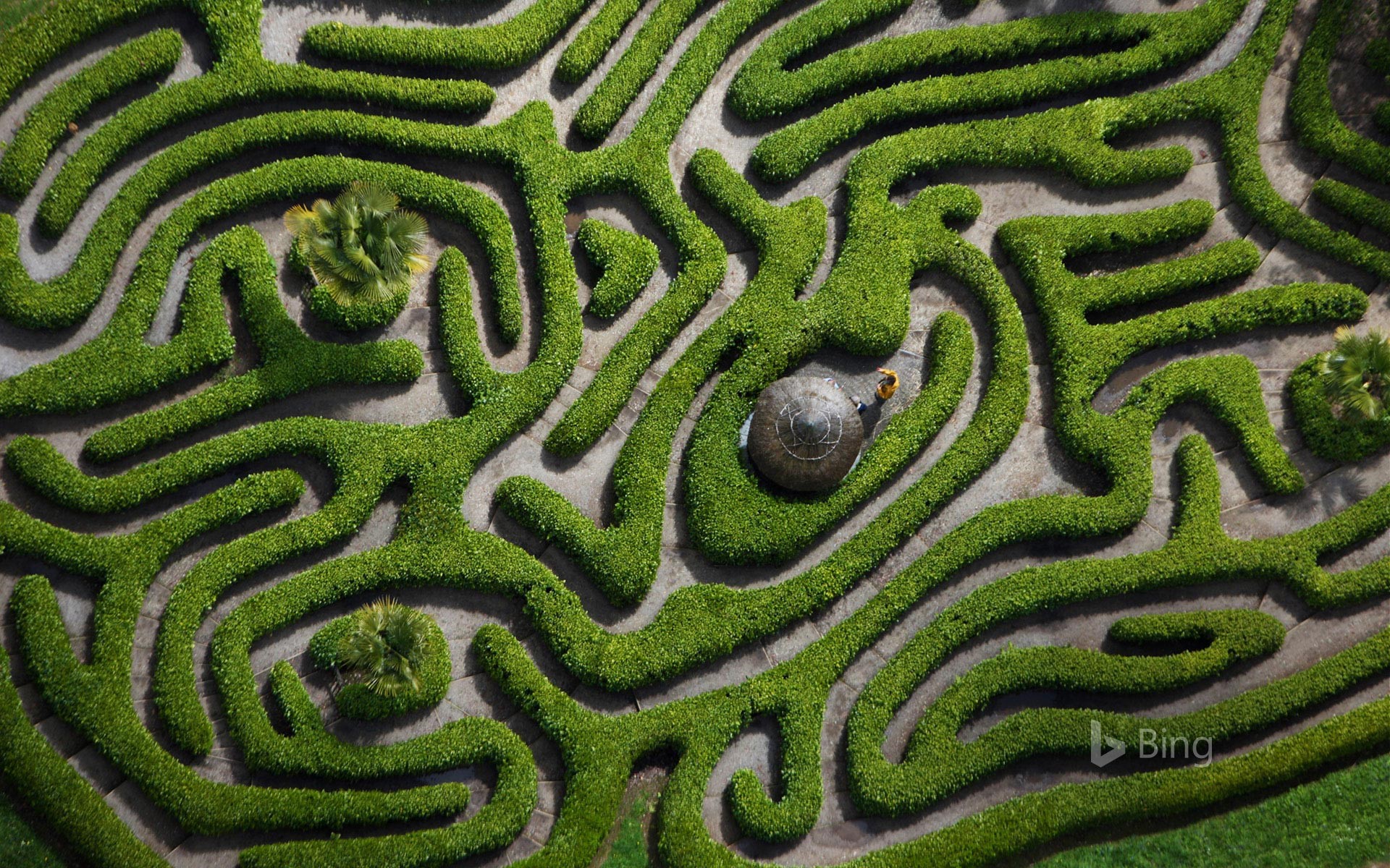 Aerial view of the cherry laurel maze in Glendurgan Garden, Cornwall, England