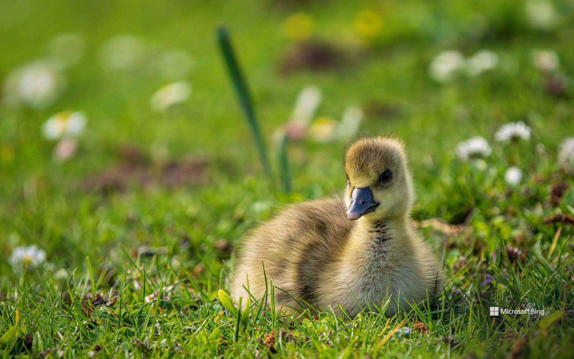 Goslings on a meadow in Ahnepark, Vellmar, Hesse