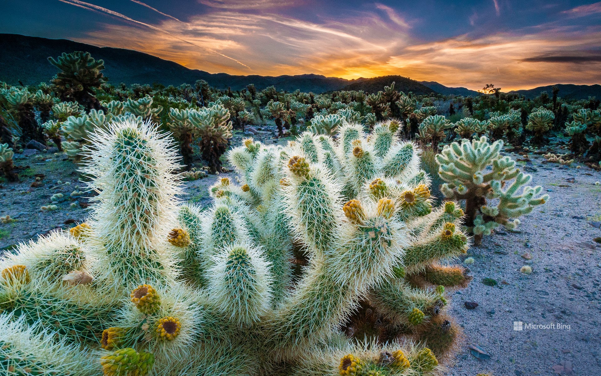 Cholla Cactus Garden, Joshua Tree National Park, California, USA