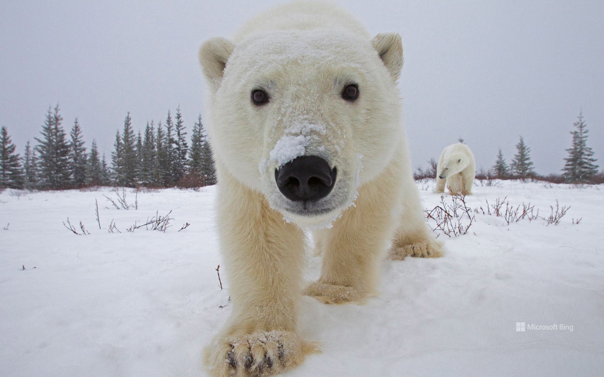 Polar bear, Churchill, Manitoba, Canada