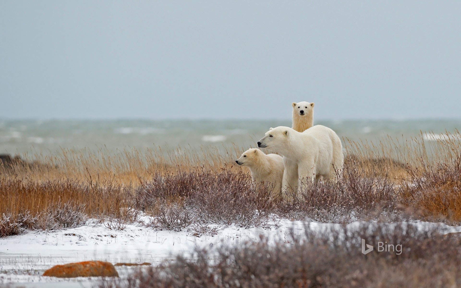 A polar bear family near the Hudson Bay in Churchill, Manitoba, Canada