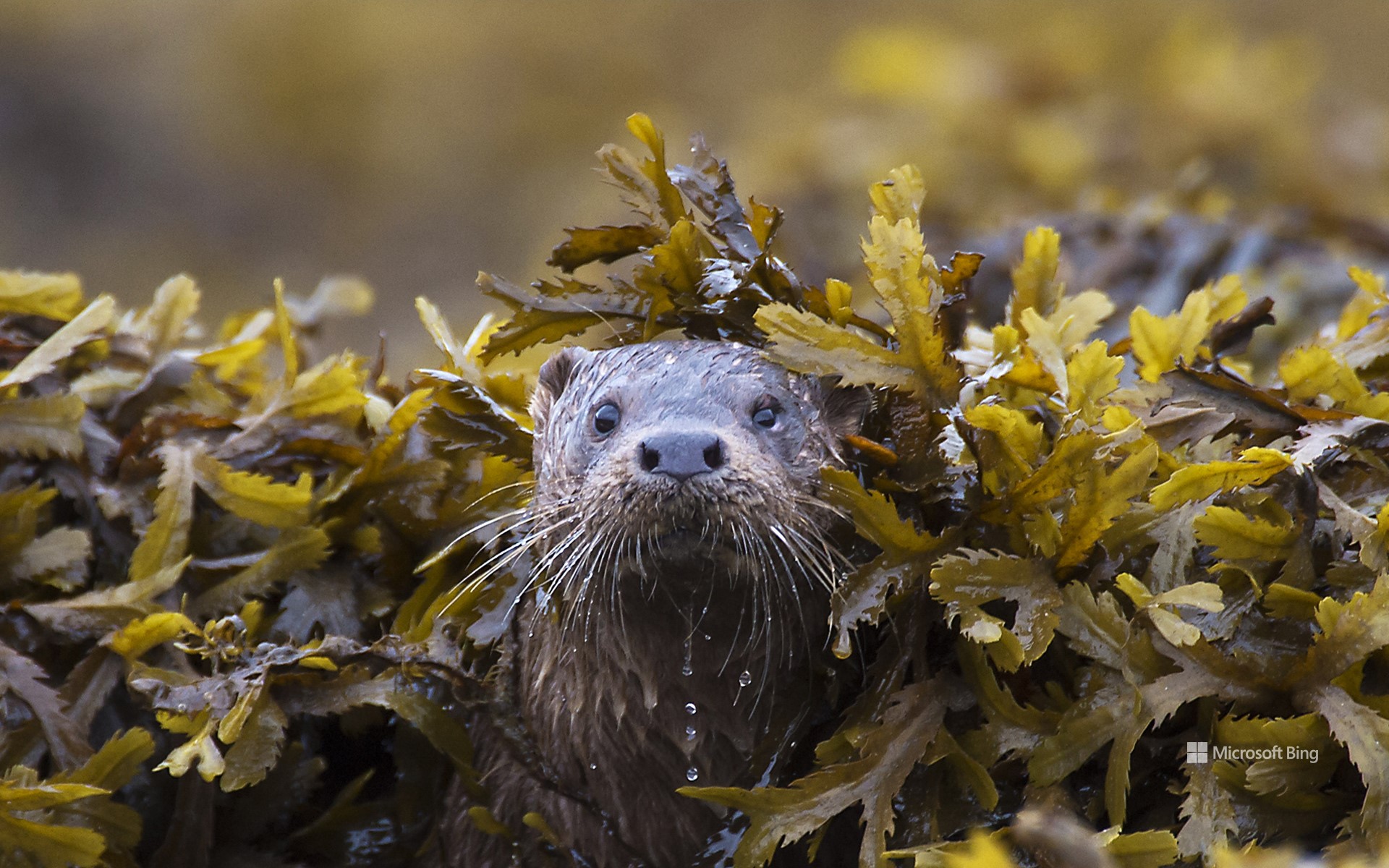 Otter (Lutra Lutra) in seaweed, Ardnamurchan.