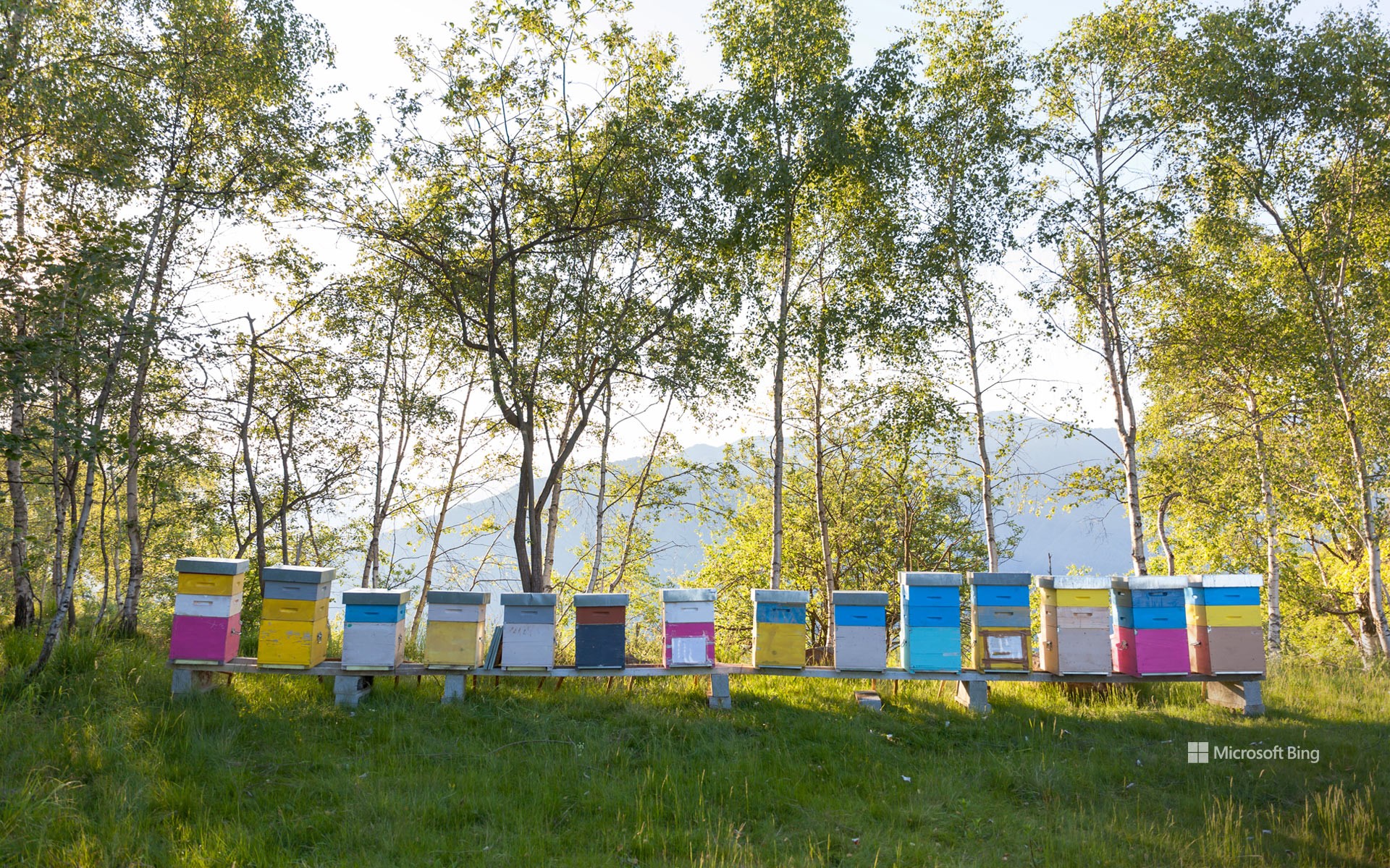 Colorful beehives in Italy