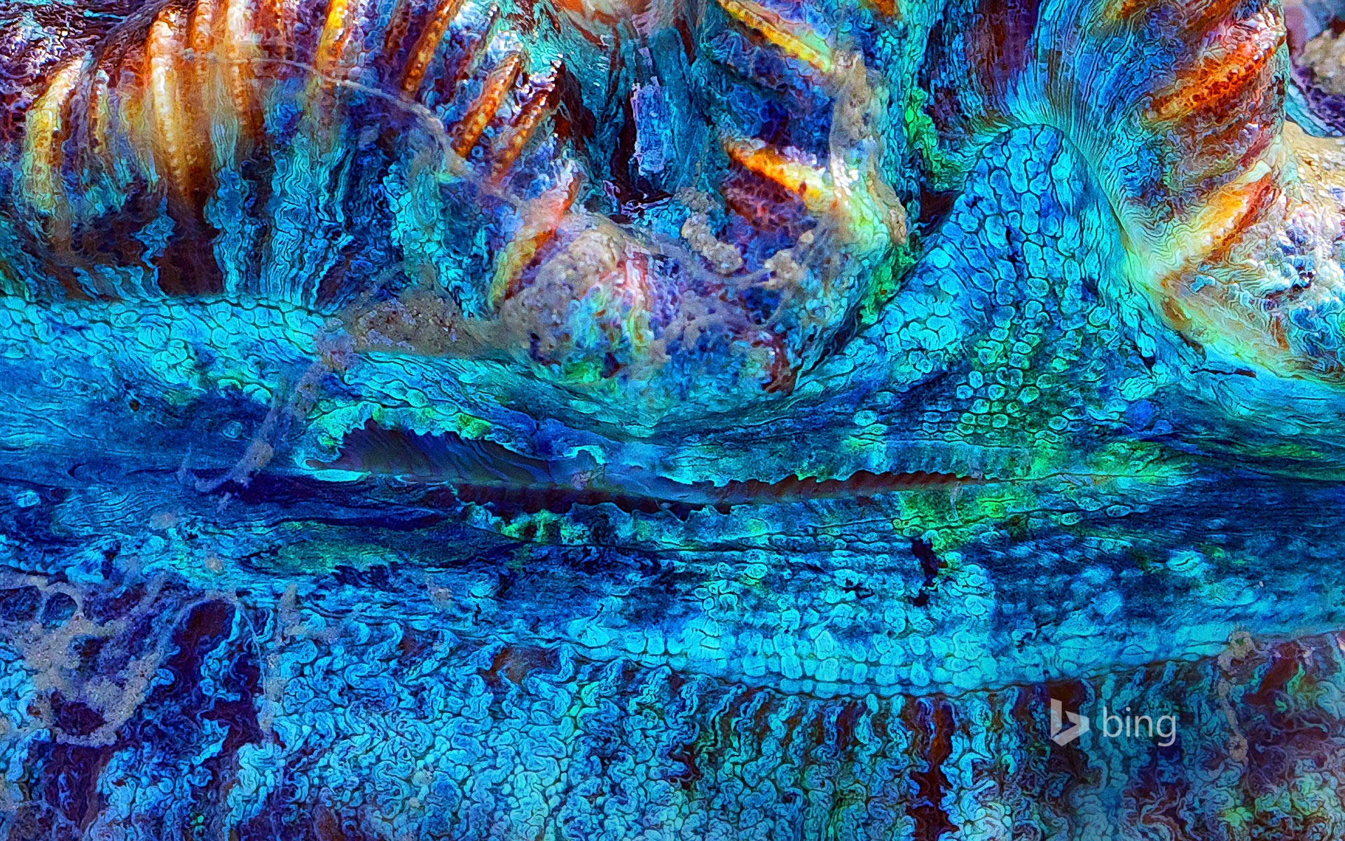 Close-up detail of a giant clam near the Whitsunday Islands, Australia