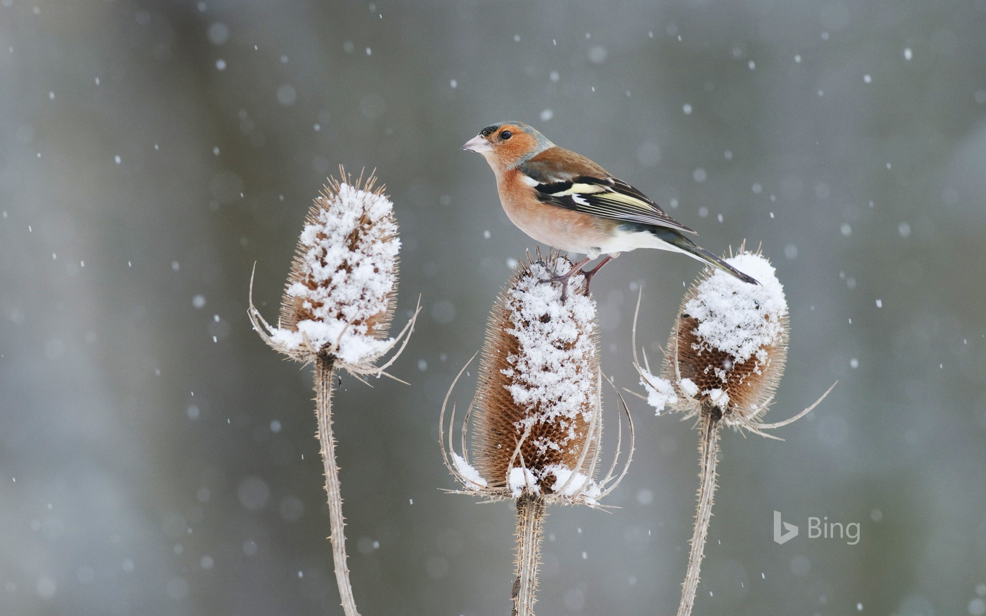 A chaffinch perched on a snow-covered teasel in Kent, England