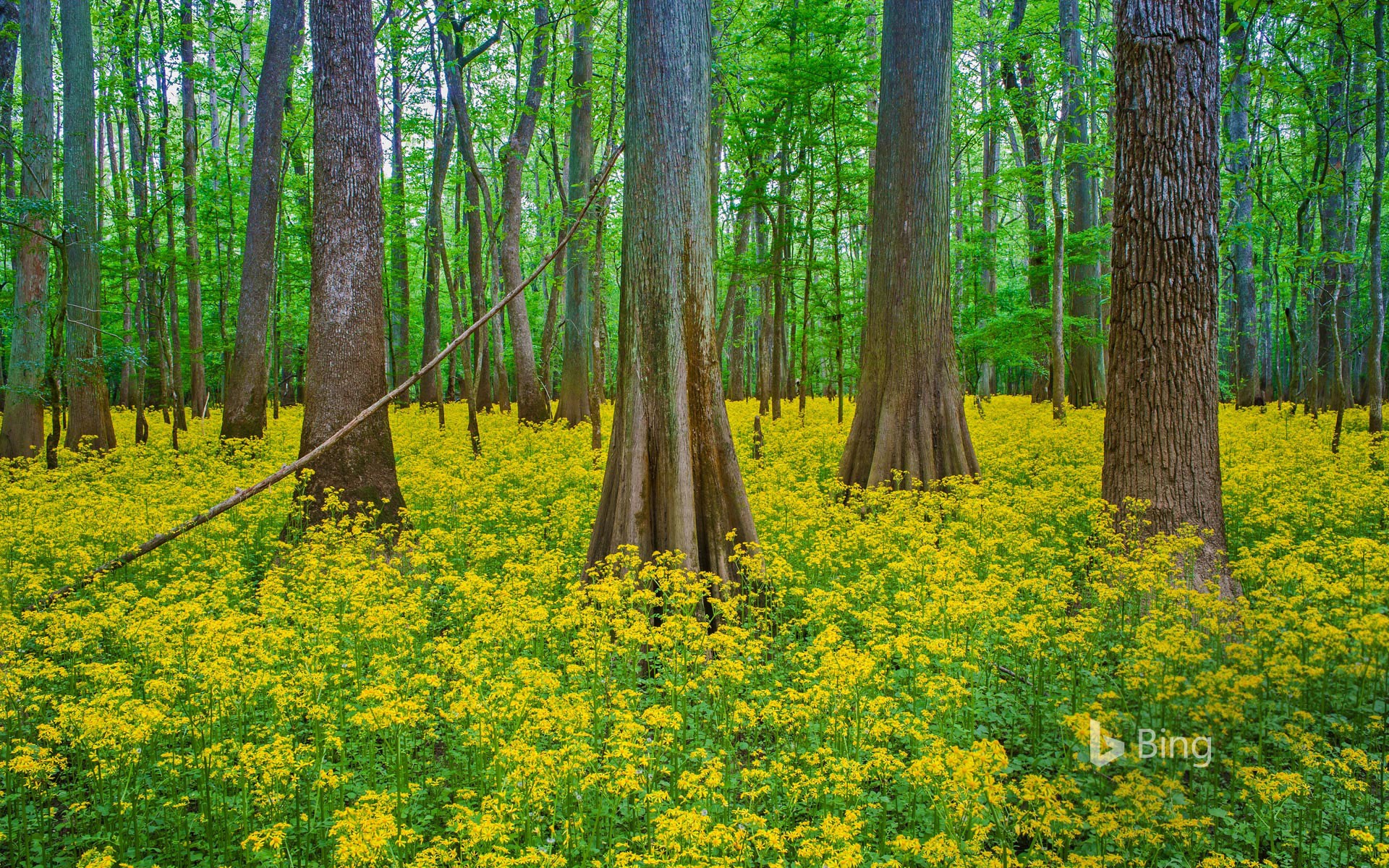 Blooming butterweed in Congaree National Park, South Carolina
