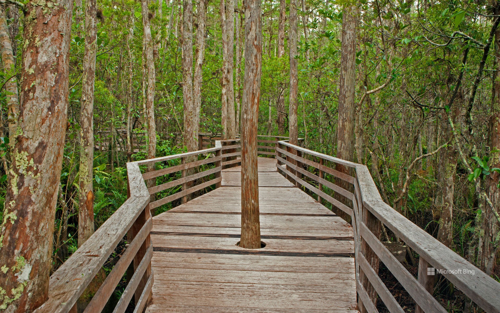 Corkscrew Swamp Sanctuary, Florida, USA