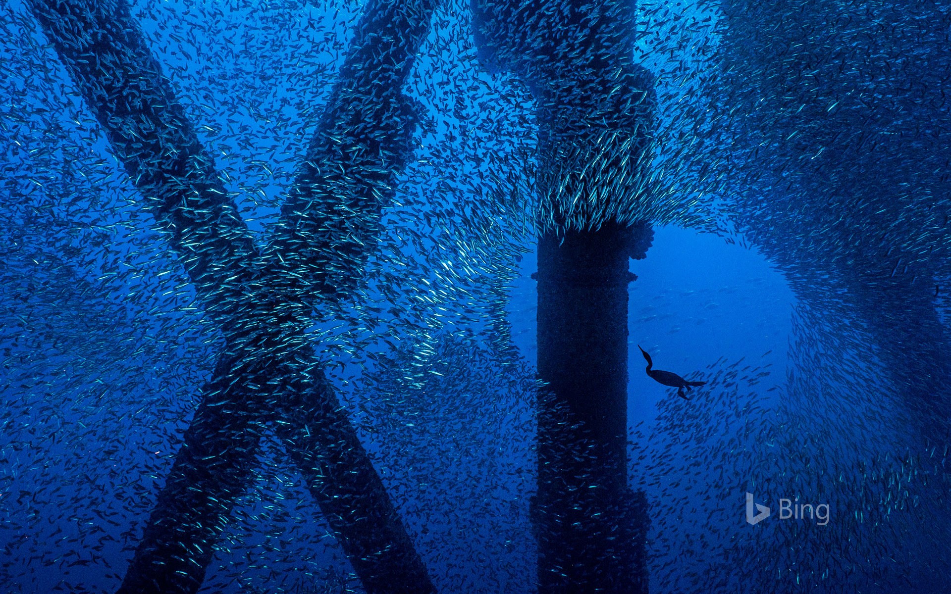 A Brandt's cormorant hunts for a meal in a school of Pacific mackerel beneath an oil rig off the coast of Los Angeles, California