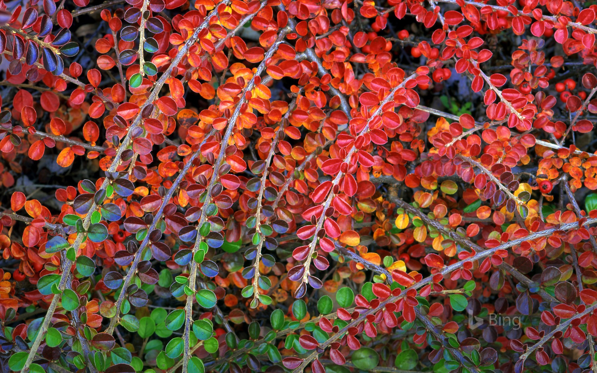 Fall-colored leaves of cotoneaster plant