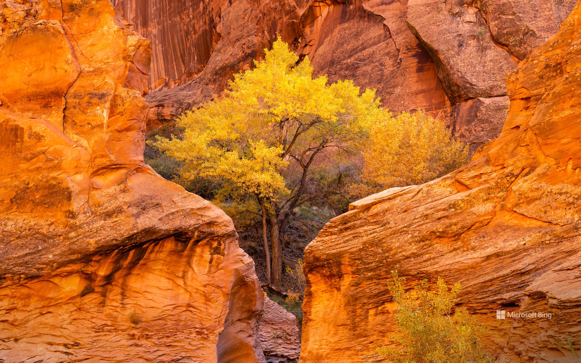 Cottonwood trees and red sandstone in Coyote Gulch, Glen Canyon National Recreation Area, Utah