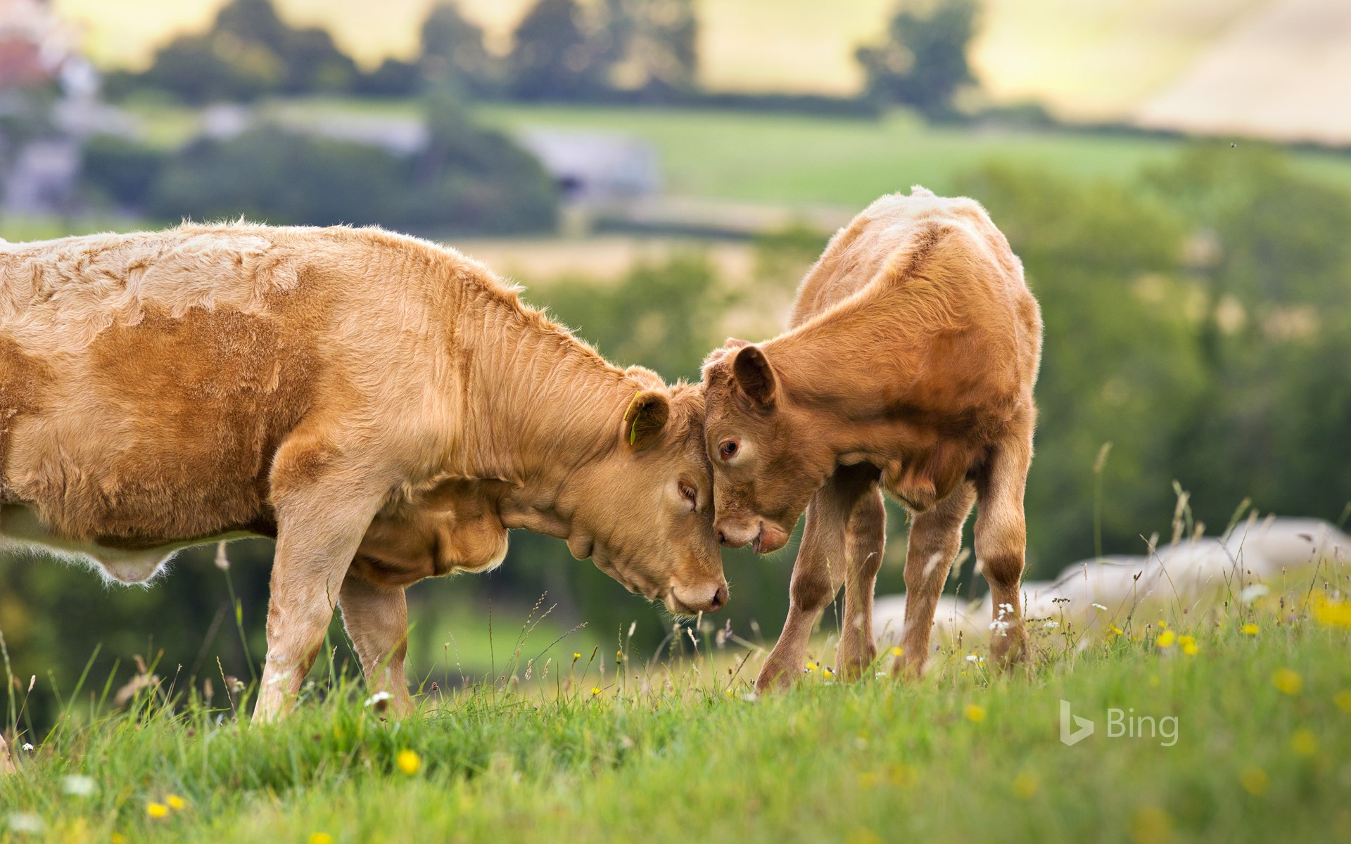 Cow with calf in a rural field for Mother’s Day