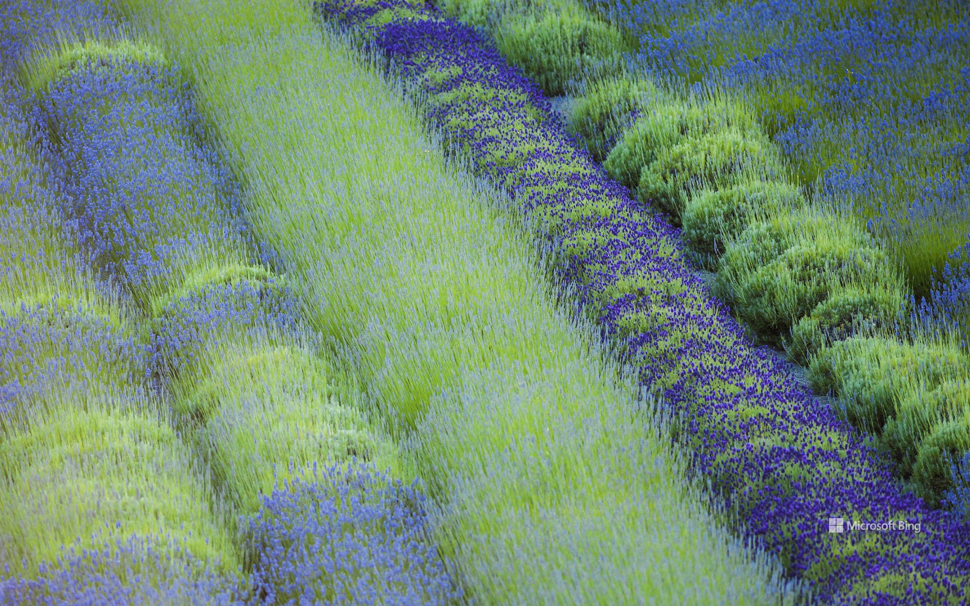 Rows of different lavender plants in a field in the Cowichan Valley in British Columbia