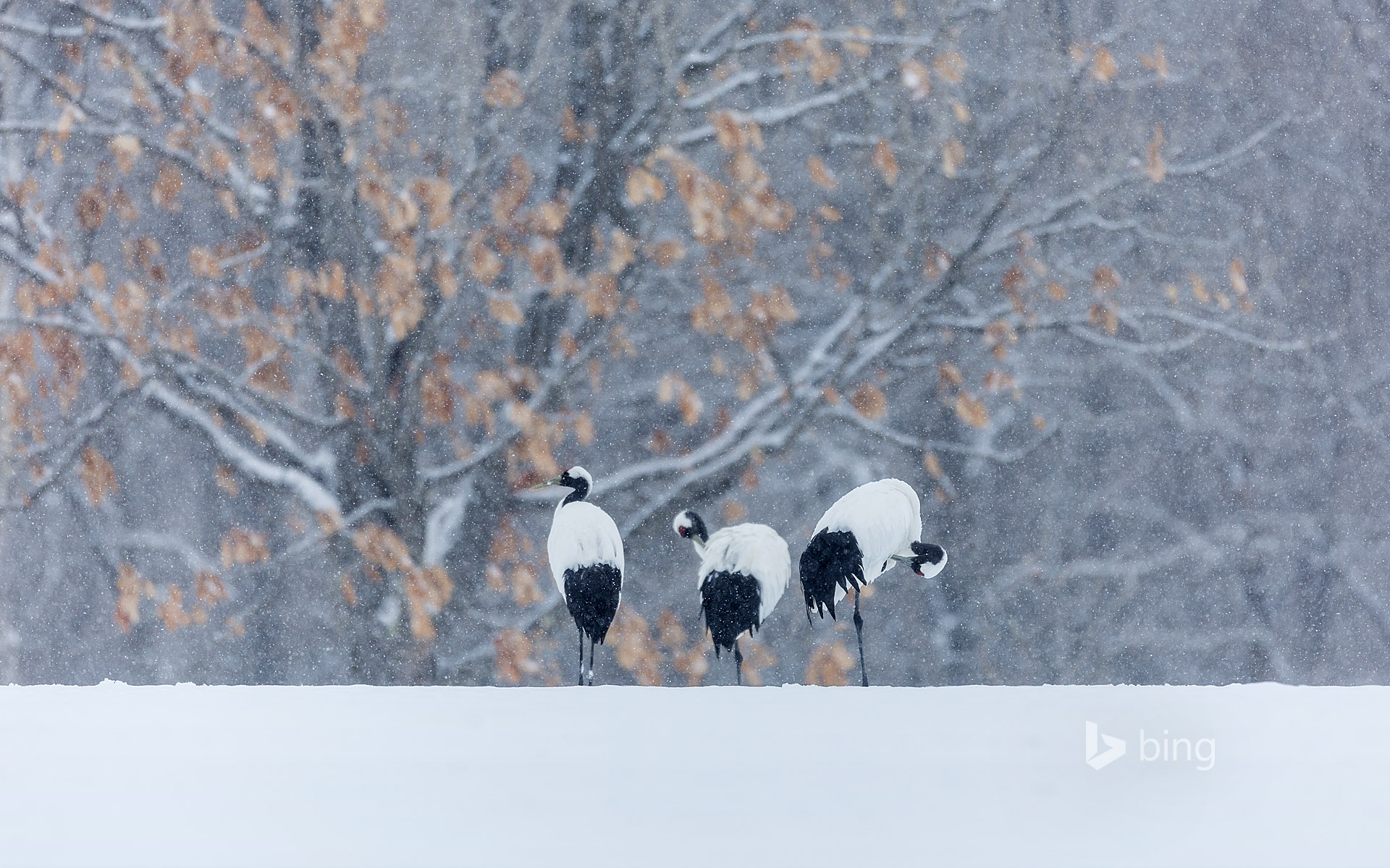 Red-crowned cranes in snowy landscape