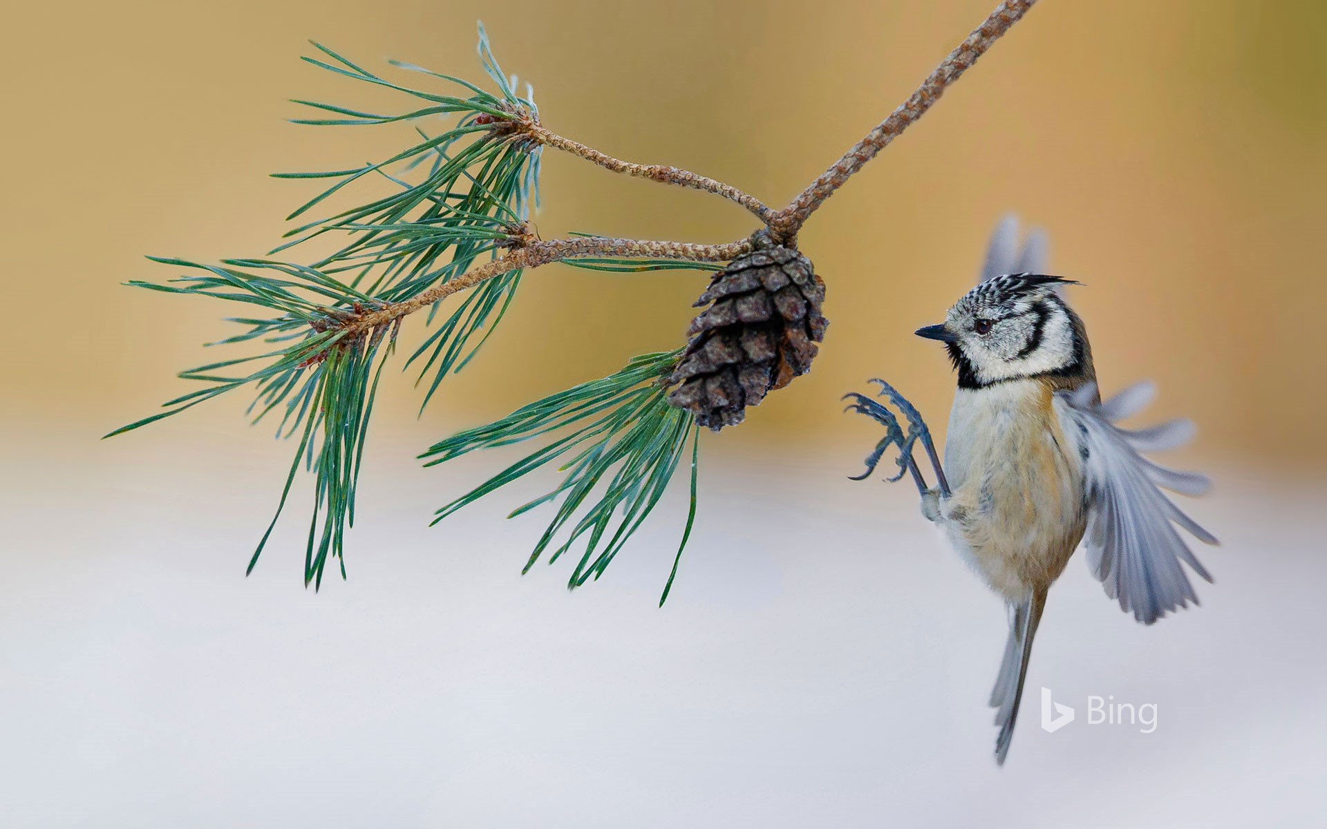 A European crested tit lands on a pine tree in France