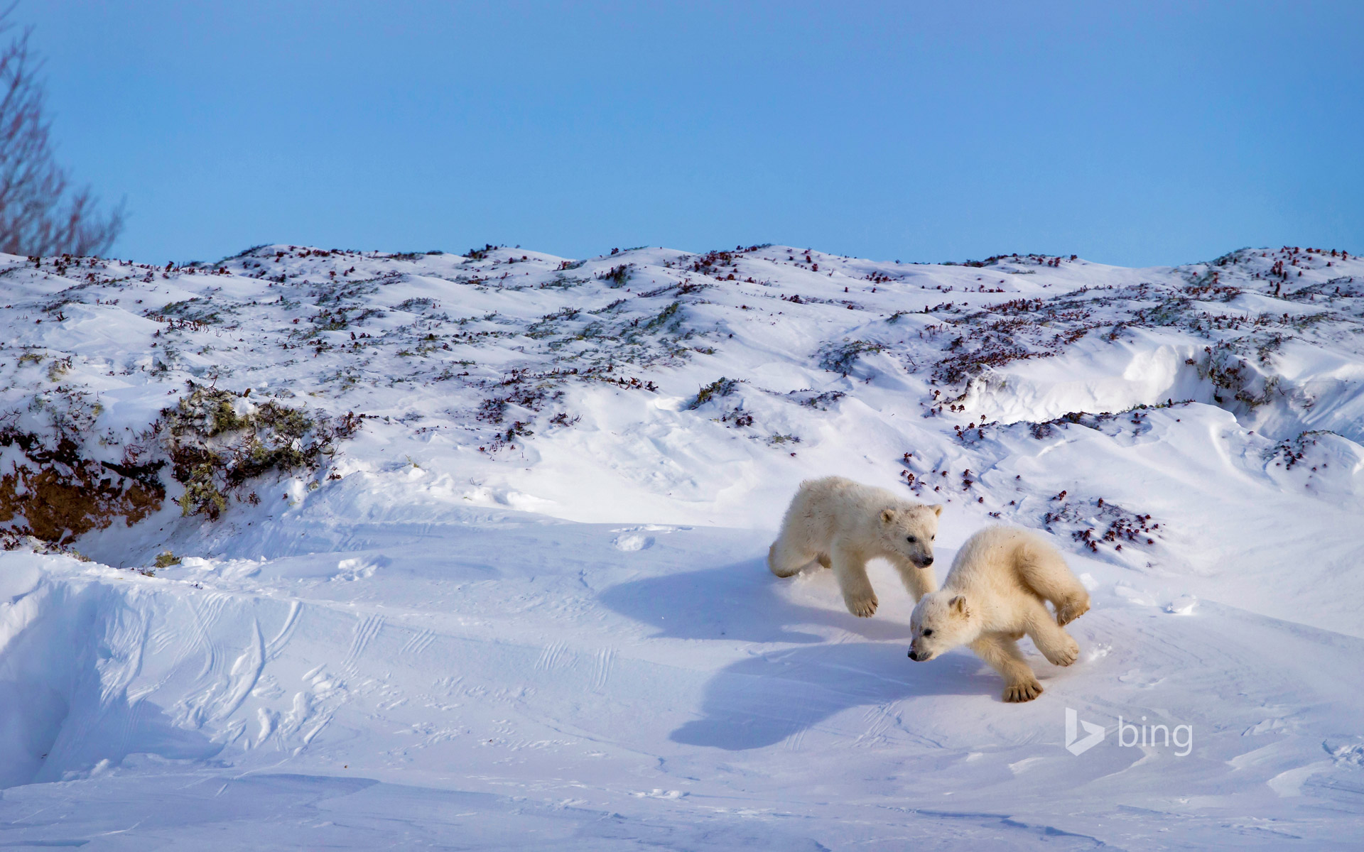 Polar bear cubs playing, Hudson Bay, Canada