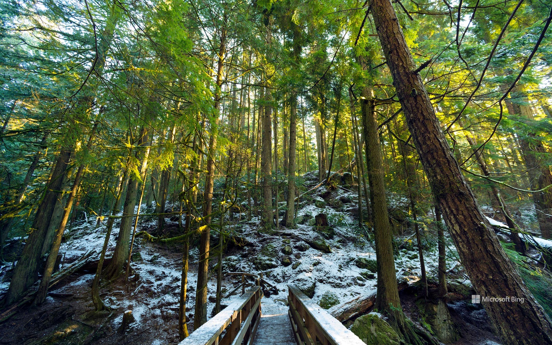 Rainforest trails along Cypress Creek, West Vancouver, BC