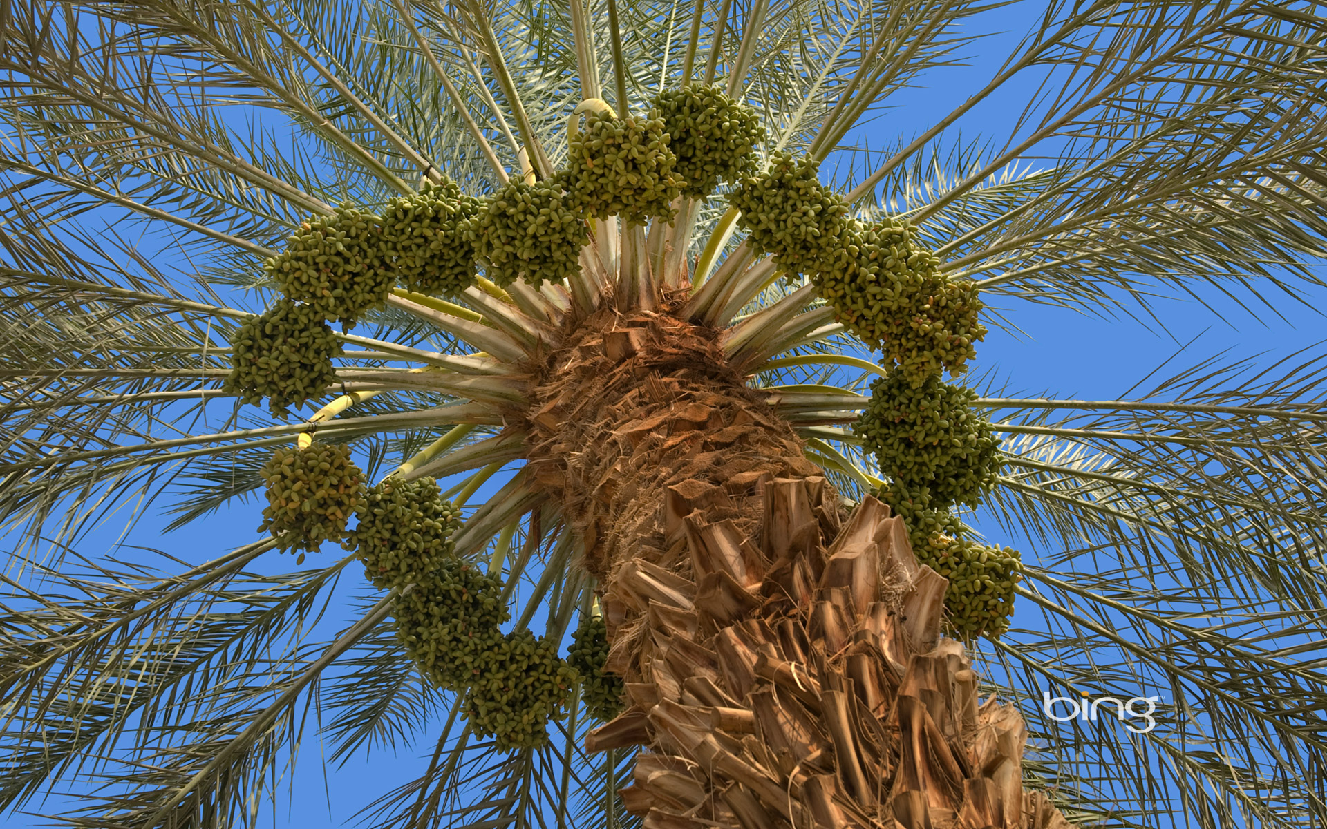 Fruiting date palm tree