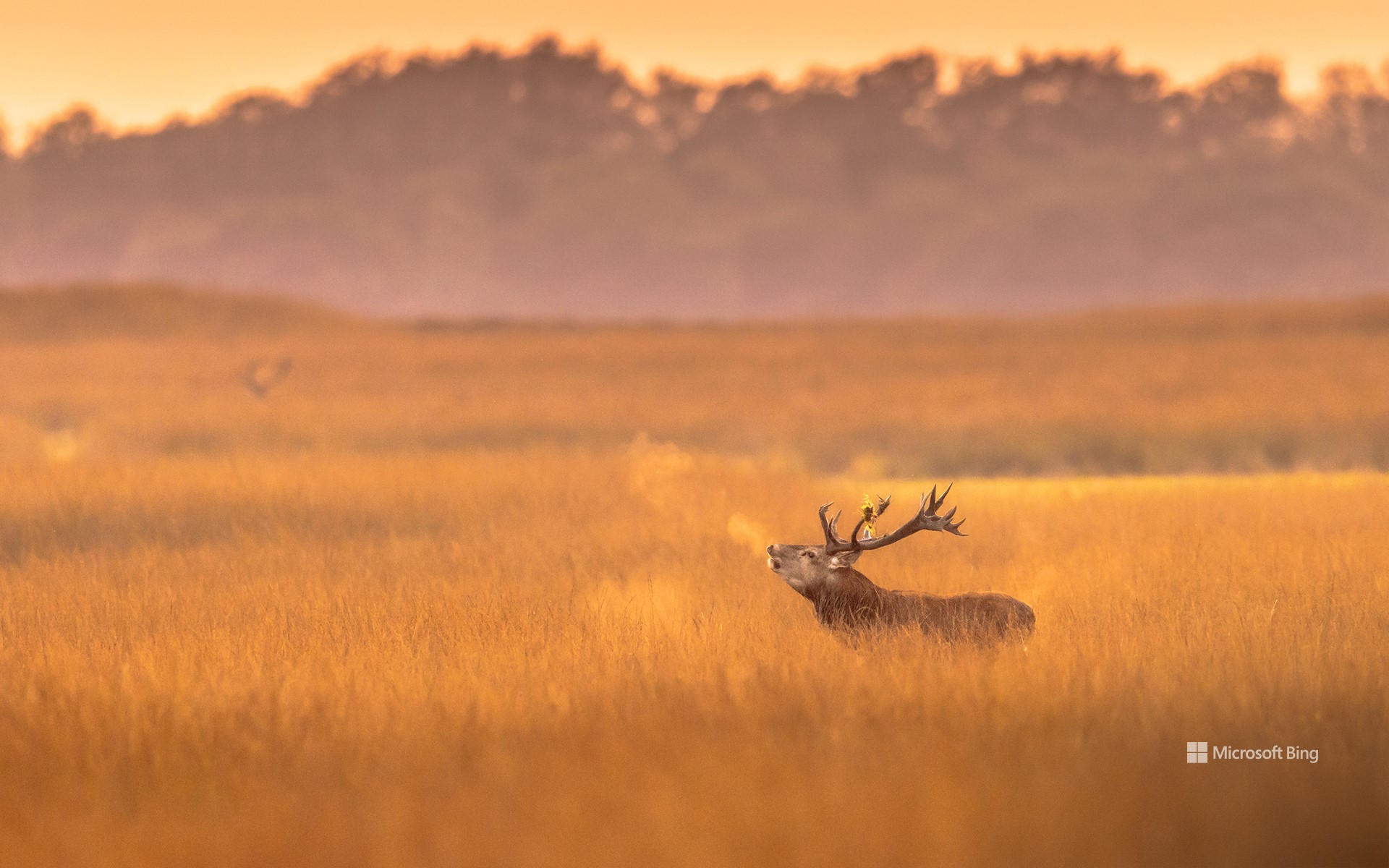 Red deer stag in De Hoge Veluwe National Park, Netherlands