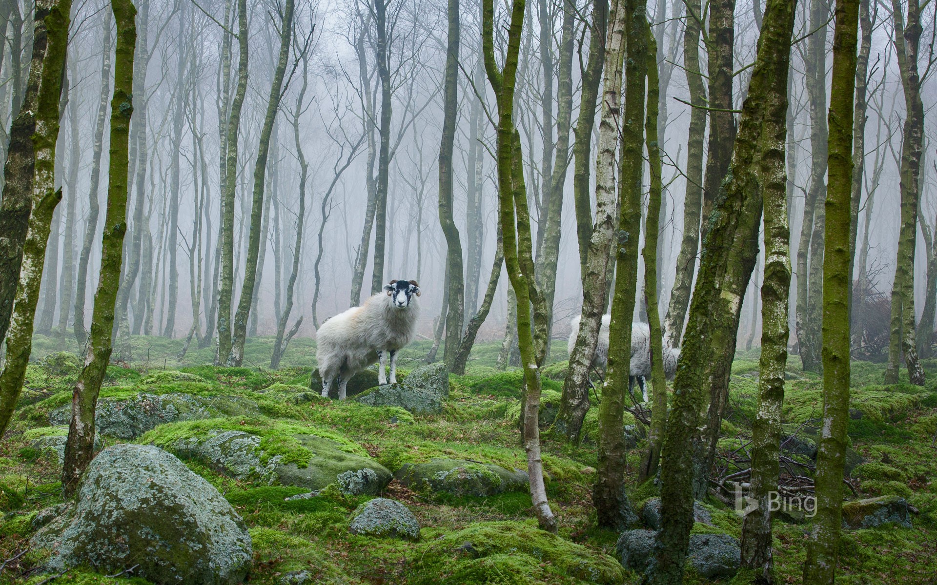 Sheep in the Peak District, Derbyshire