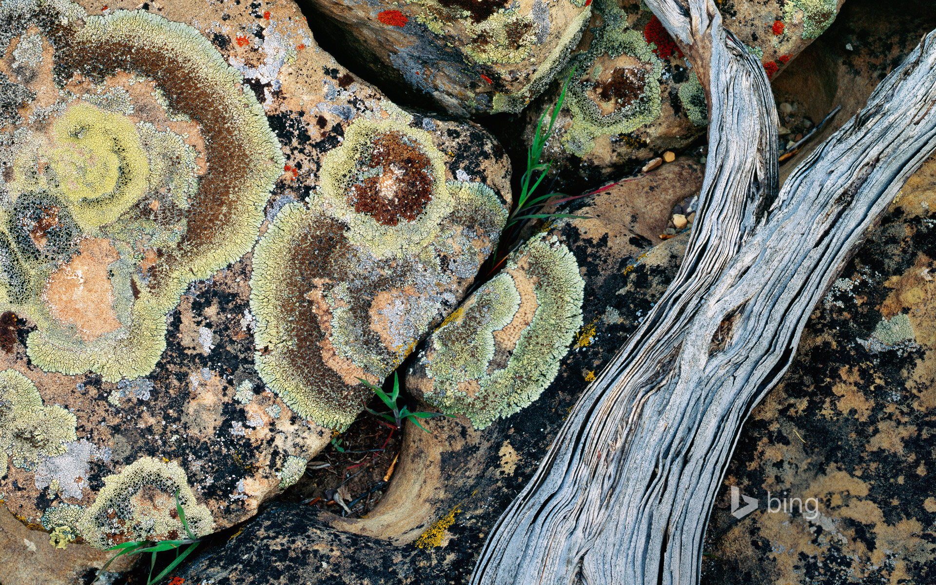 Lichen on rocks, Desolation Canyon, Utah
