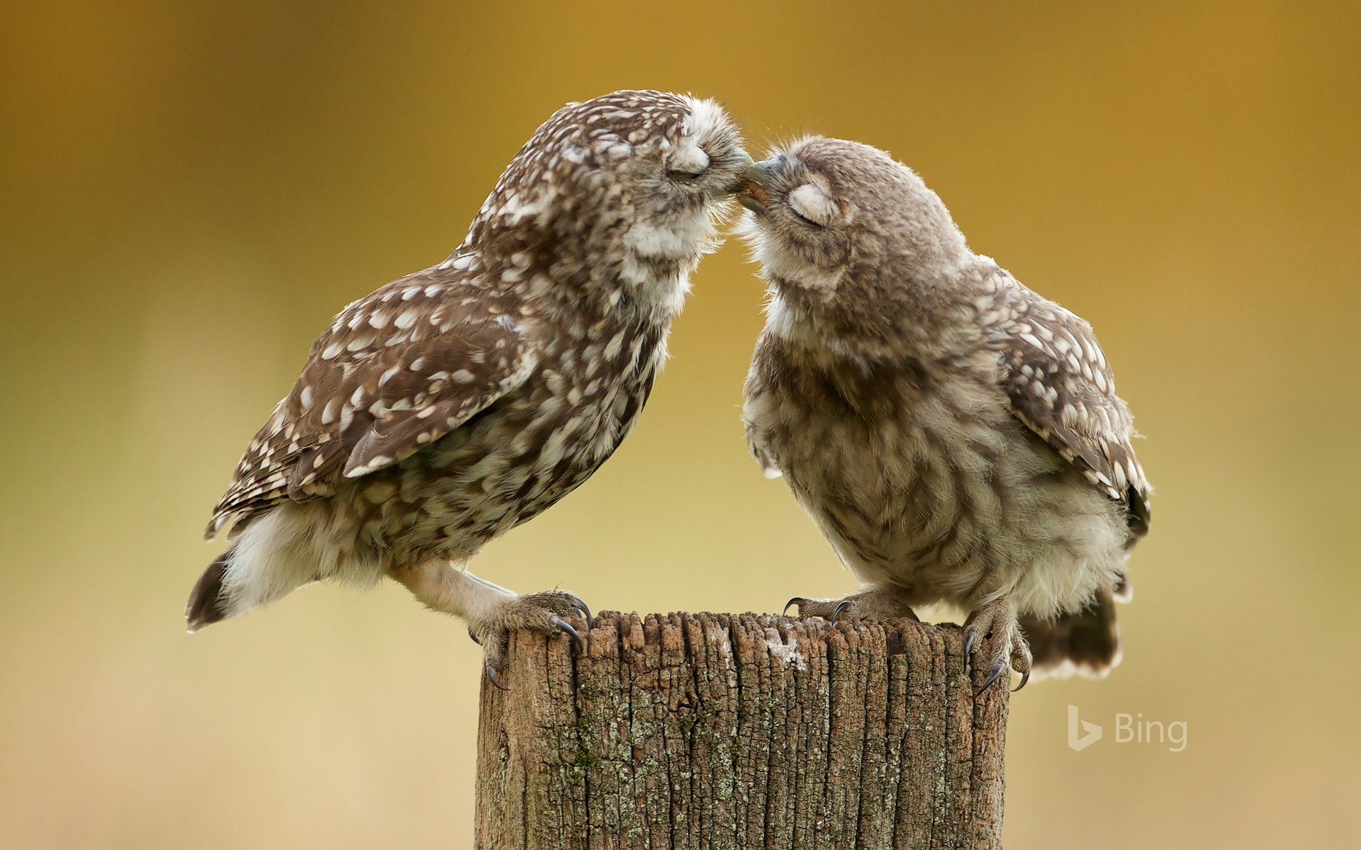 Burrowing owl chicks