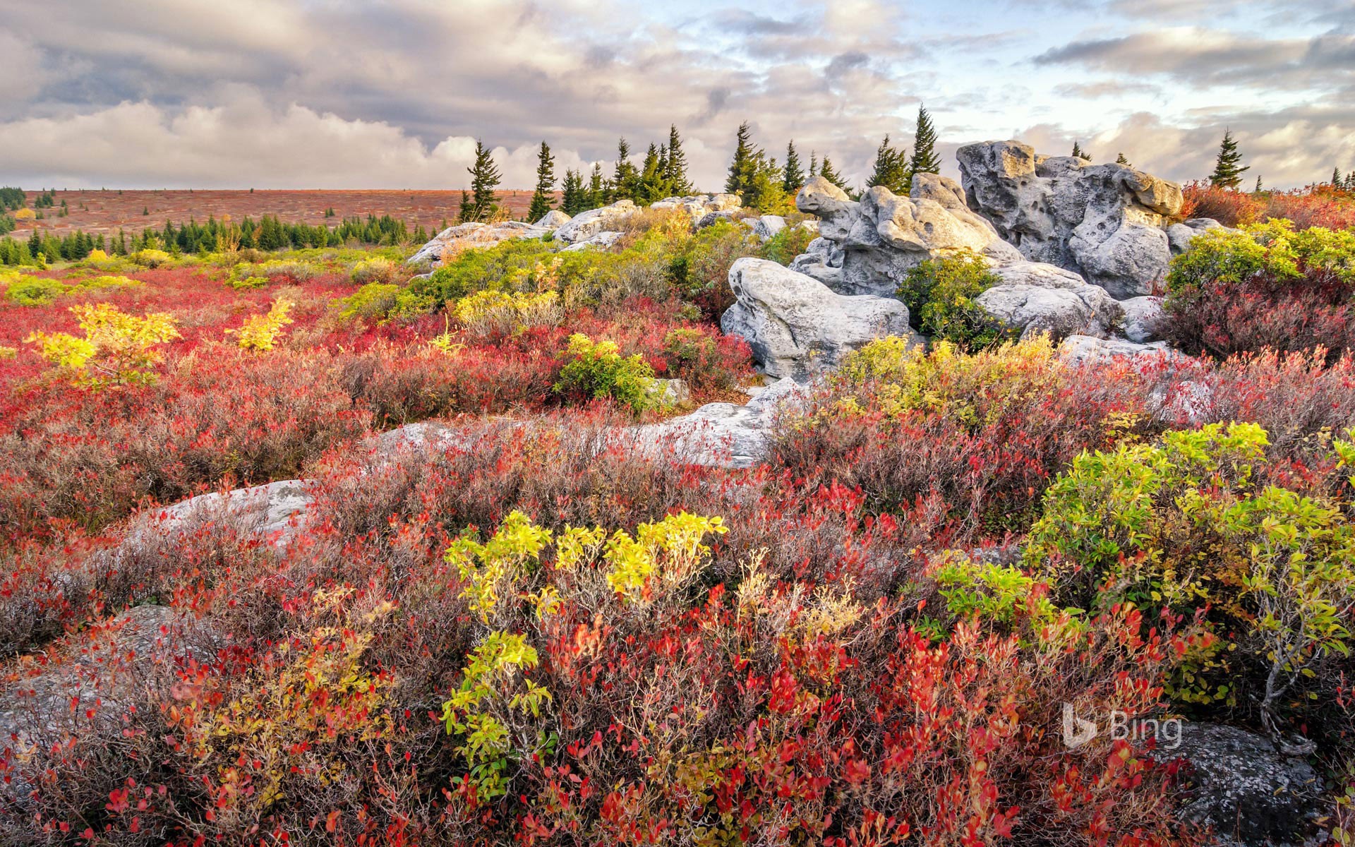 Bear Rocks Preserve in the Dolly Sods Wilderness, West Virginia, USA
