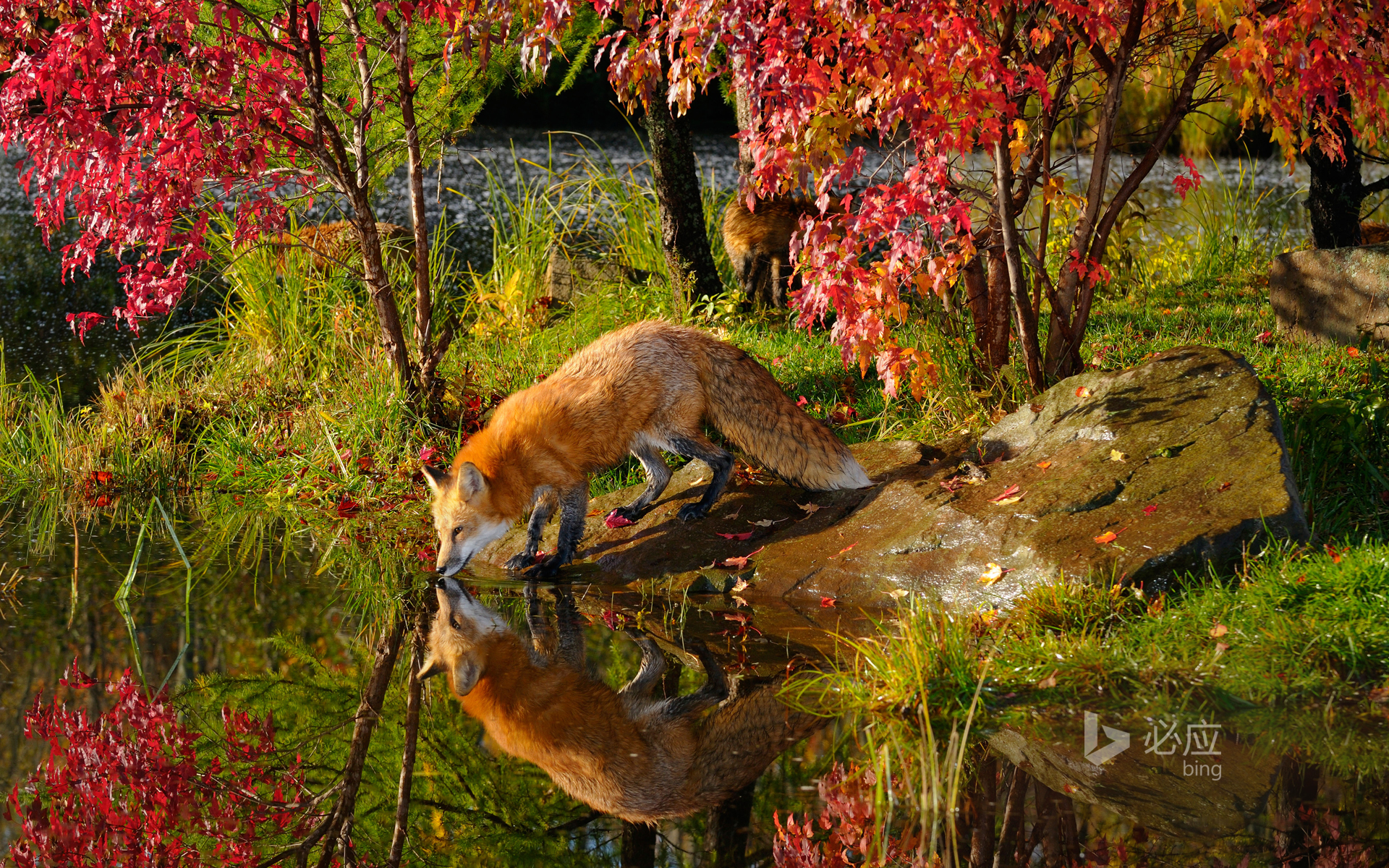 Red fox drinking water and reflection by river near maple tree in autumn morning