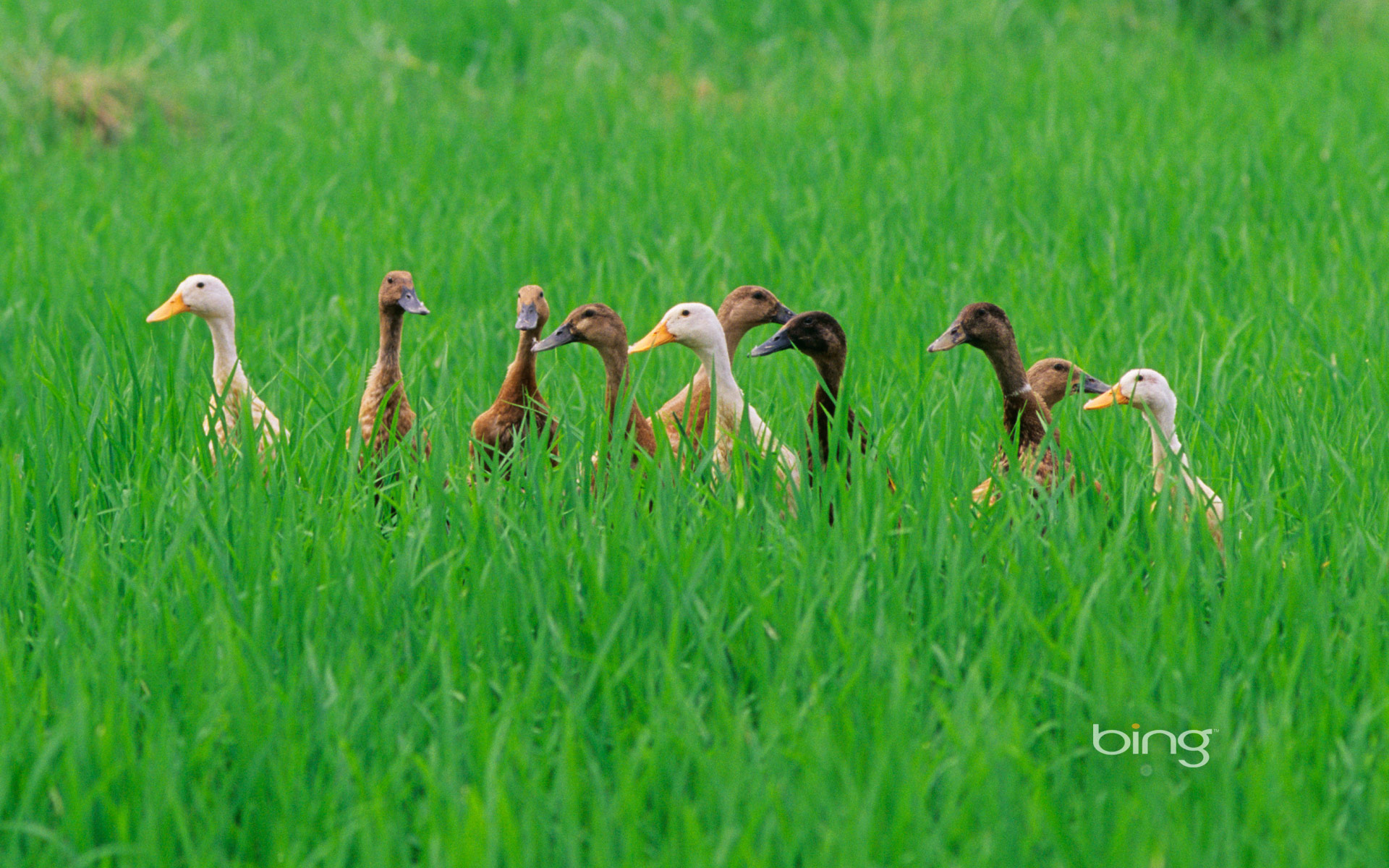 Ducks in a rice field near Ubud, Bali, Indonesia