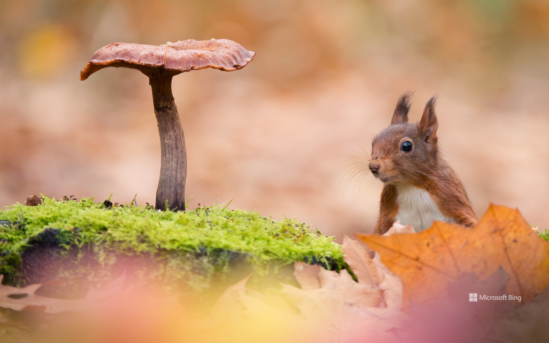 Eurasian red squirrel and poisonous mushrooms