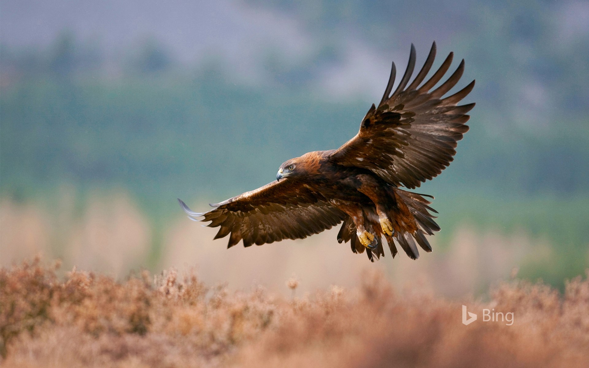 Golden eagle flying over a field, Glenfeshie
