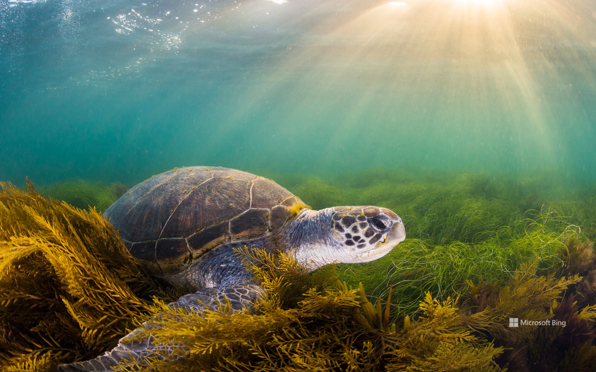 Green sea turtle, San Diego, California, USA