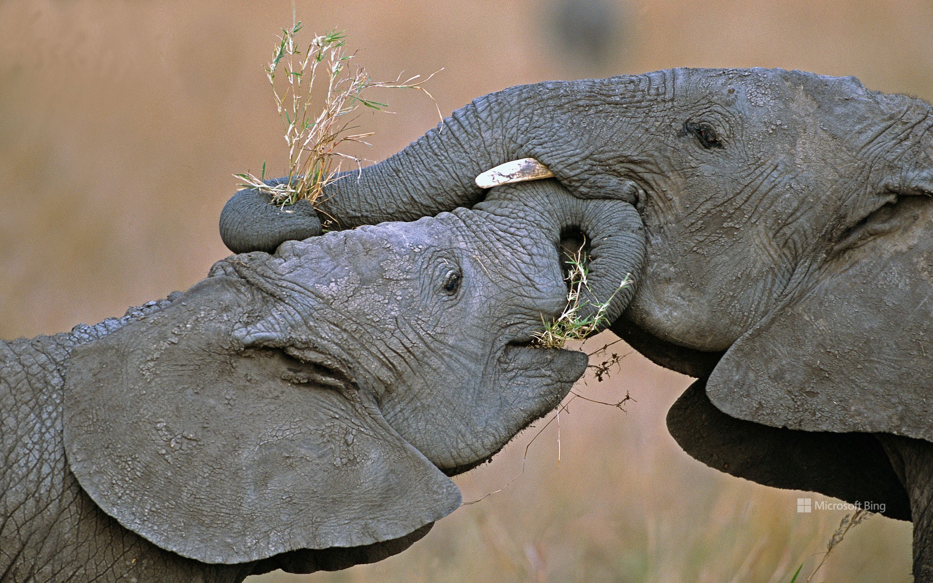 African bush elephants, Masai Mara National Reserve, Kenya