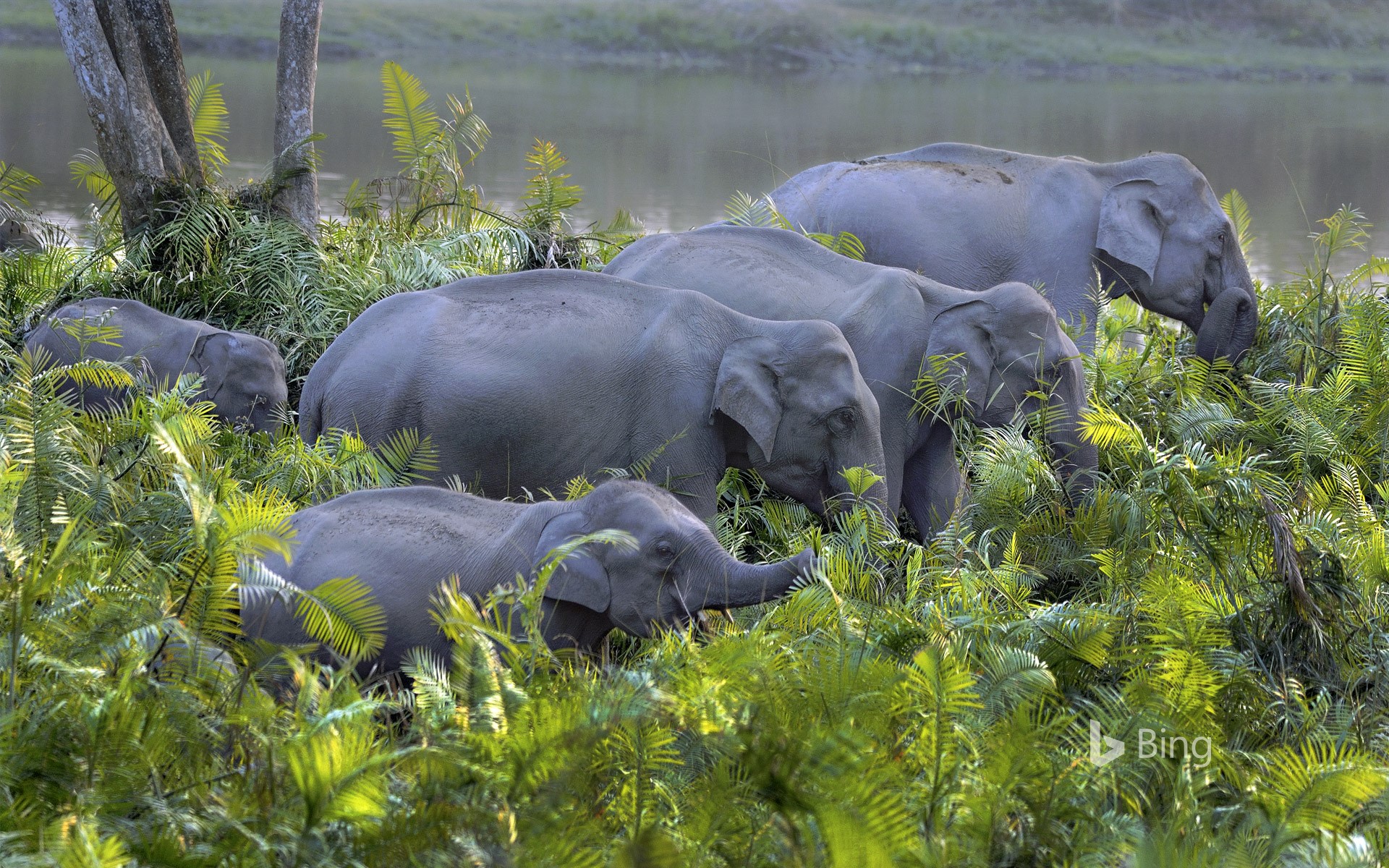 Kaziranga National Park reopens in Assam India News - Tabla
