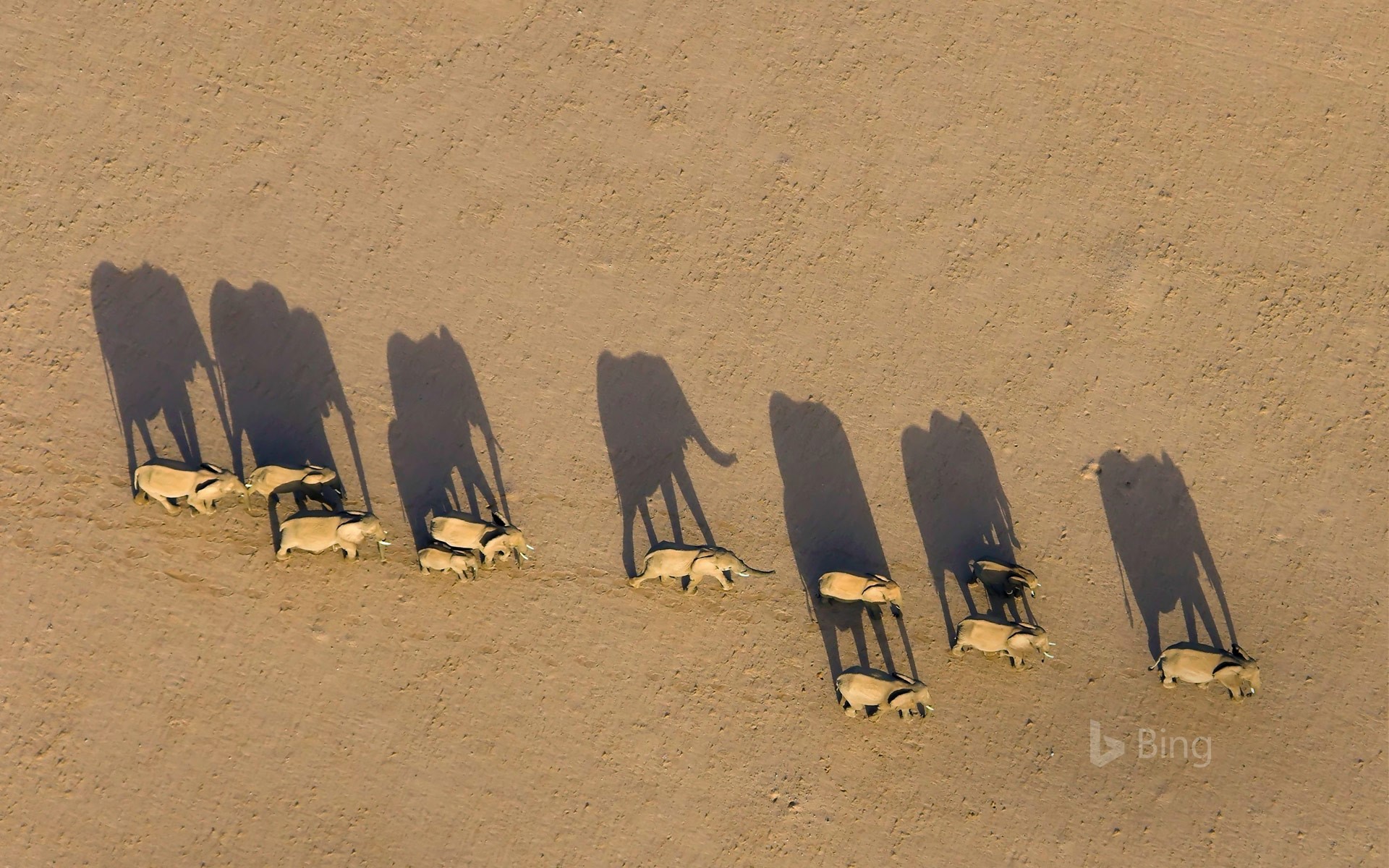 Elephant herd in Damaraland District, Namibia