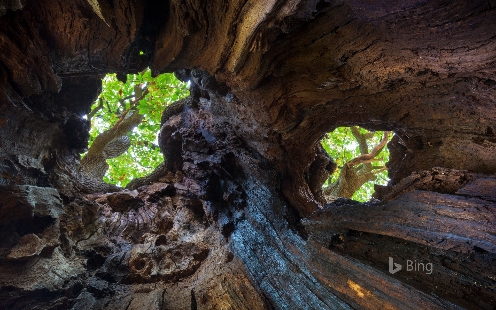 View up to the canopy through holes in an old English oak, Sherwood Forest, Nottinghamshire