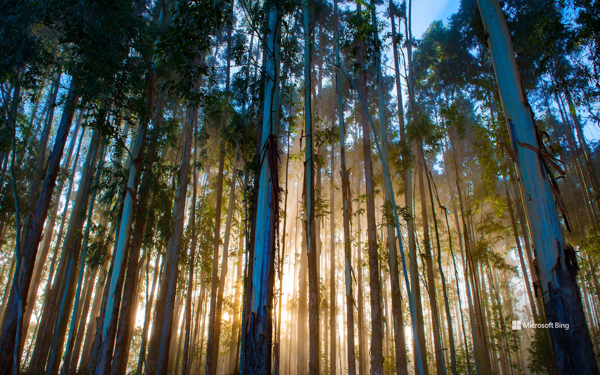 Eucalyptus forest, Urubici, Santa Catarina, Brazil