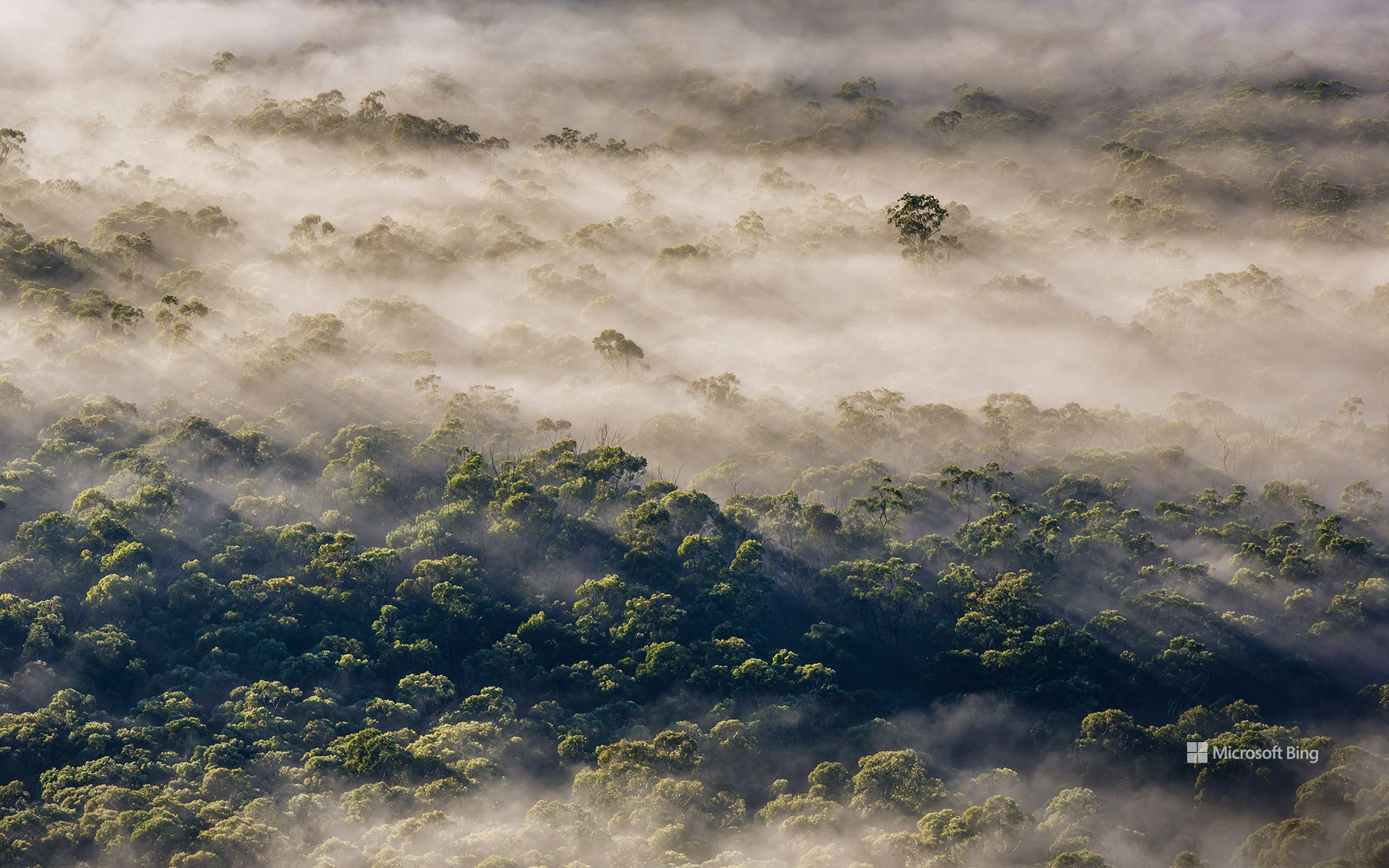 Blue Mountains National Park, New South Wales, Australia