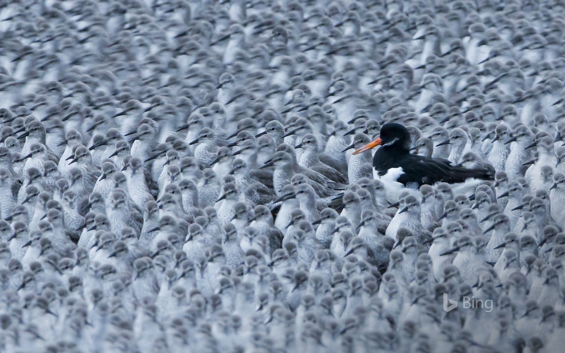 A Eurasian oystercatcher among a flock of roosting knots in Snettisham, Norfolk