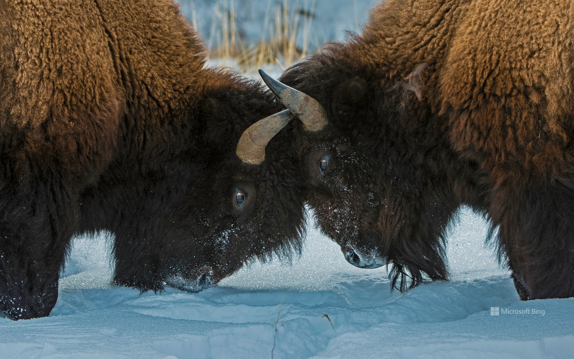American bison, Yellowstone National Park, Wyoming, USA