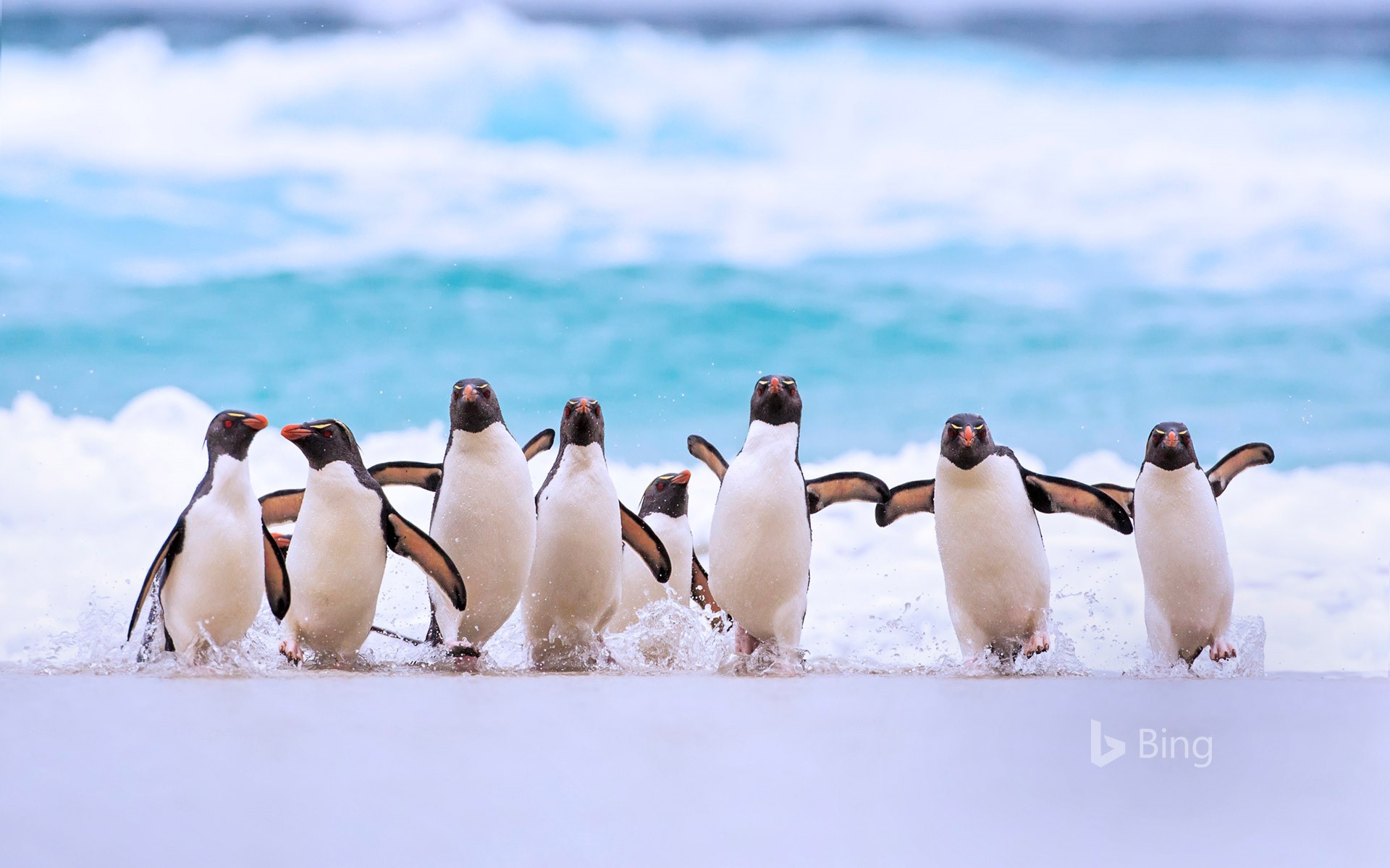 Southern rockhopper penguins in the Falkland Islands